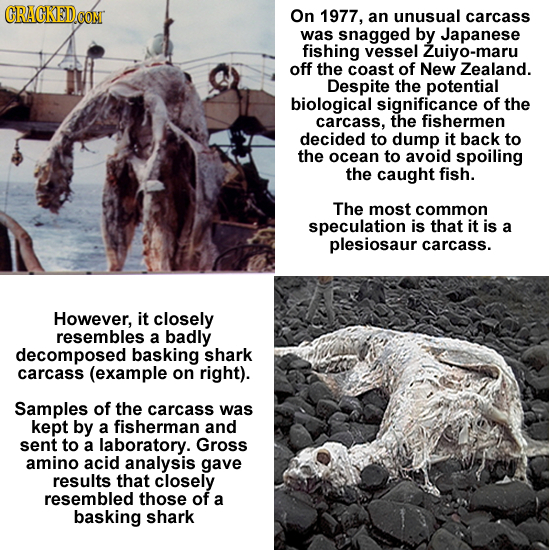 On 1977, an unusual carcass was snagged by Japanese fishing vessel Zuiyo-maru off the coast of New Zealand. Despite the potential biological significa