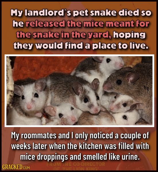 My landlord's pet snake died SO he released the mice meant for the snake in the yard, hoping they would find a place to live. My roommates and I only 