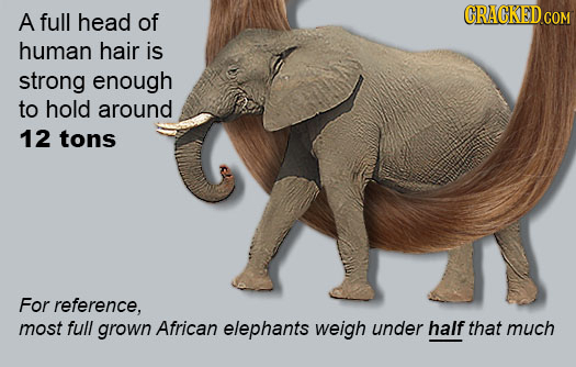 A full head of CRACKEDCON human hair is strong enough to hold around 12 tons For reference, most full grown African elephants weigh under half that mu
