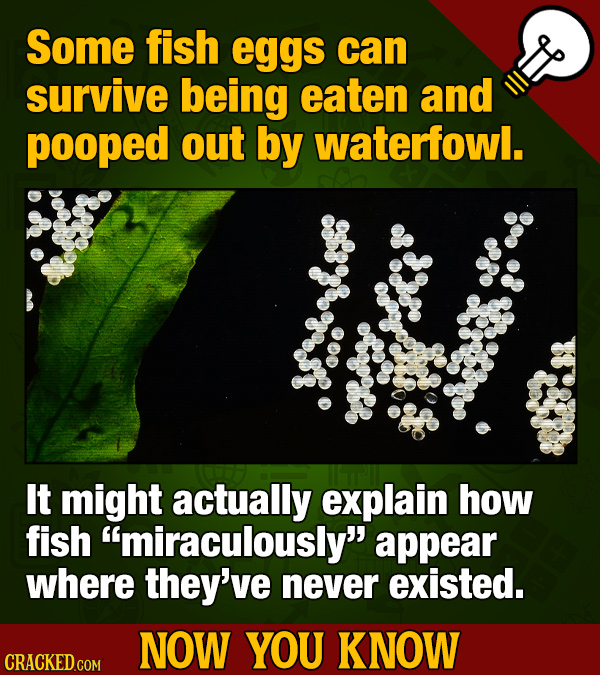 Thirteen 'Now You Know' Facts To Kickstart Your Movie and General Knowledge