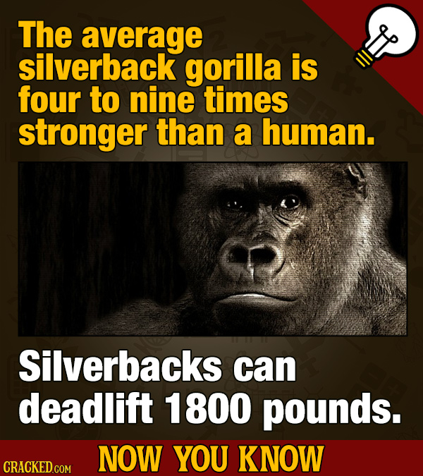 The average silverback gorilla is four to nine times stronger than a human. Silverbacks can deadlift 1800 pounds. NOW YOU KNOW CRACKED COM