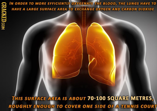CRACKED.COM IN ORDER TO MORE EFFICLENTLY OXYGENATB THE BLOOD, THE LUNGS HAVE TO HAVE A LARGE SURFACE AREA TO EXCHANGE OXYGEN AND CARBON DIOXIDE THIS S