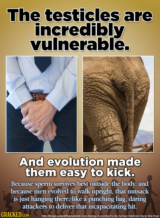 The testicles are incredibly vulnerable And evolution made them easy to kick. Because sperm survives best outside the body, and because men evolved to