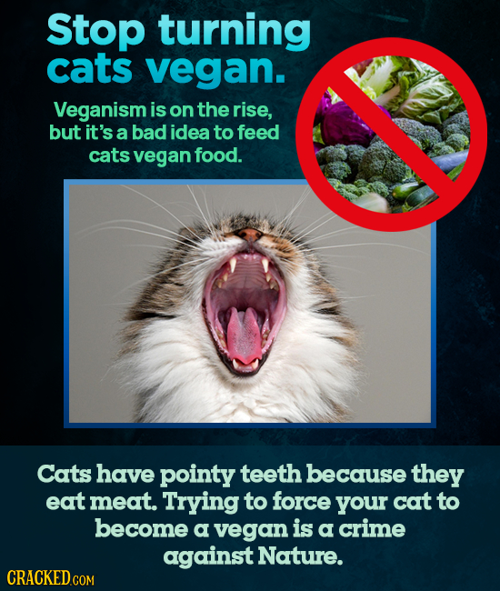 Stop turning cats vegan. Veganism is on the rise, but it's a bad idea to feed cats vegan food. Cats have pointy teeth because they eat meat. Trying to