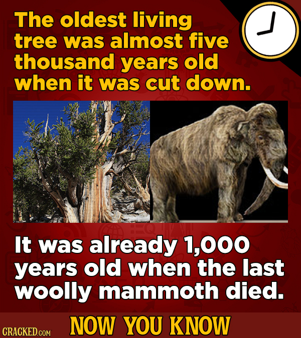 The oldest living tree was almost five thousand years old when it was cut down. It was already 1,000 years old when the last woolly mammoth died. NOW