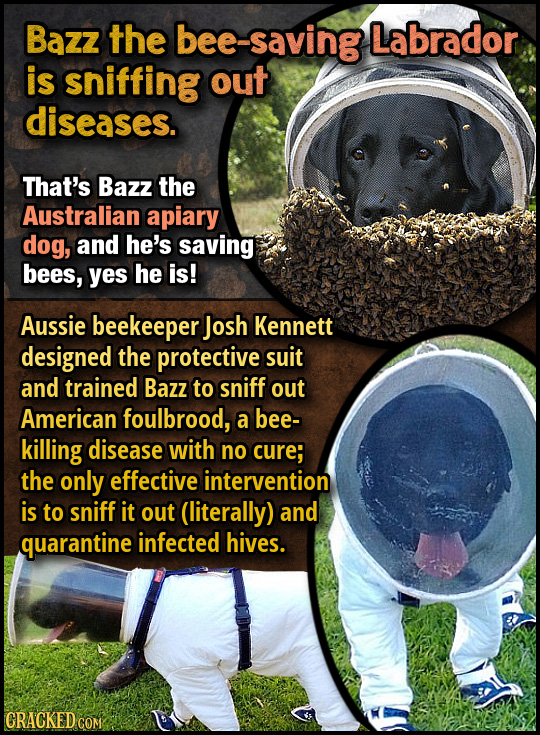 Bazz the bee -saving Labrador is sniffing out diseases. That's Bazz the Australian apiary dog, and he's saving bees, yes he is! Aussie beekeeper Josh 
