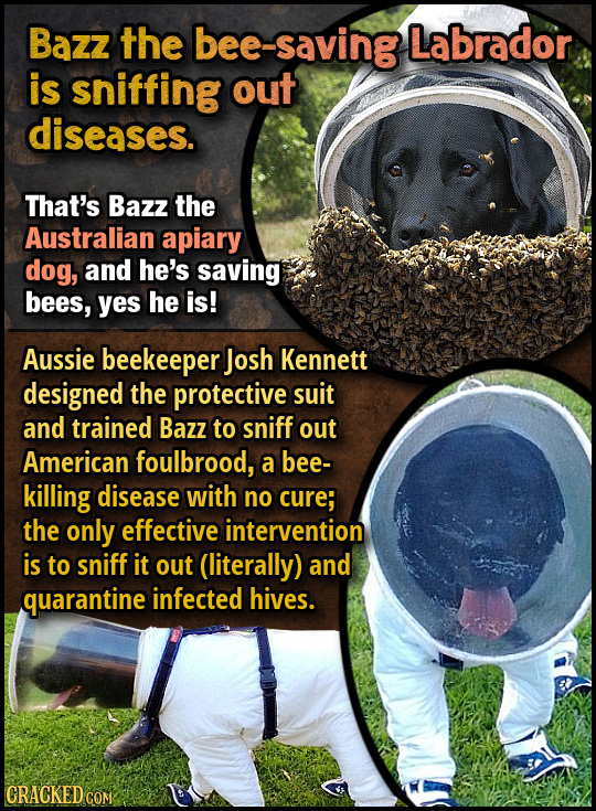 Bazz the bee -saving Labrador is sniffing out diseases. That's Bazz the Australian apiary dog, and he's saving bees, yes he is! Aussie beekeeper Josh