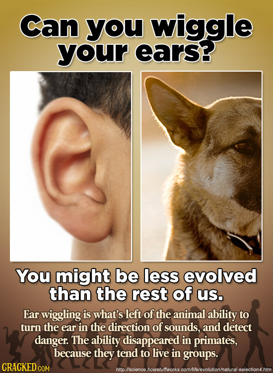 Can you wiggle your ears? You might be less evolved than the rest of us. Ear wiggling is what's left of the animal ability to turn the ear in the dire