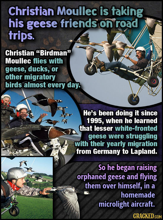 Christian Moullec is taking his geese friends on road trips. Christian Birdman Moullec flies with geese, ducks, or other migratory birds almost ever