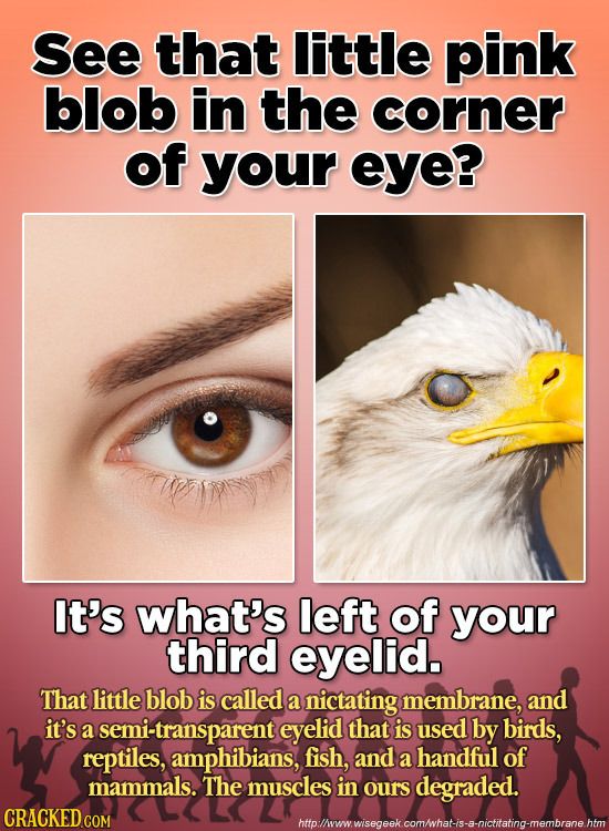 See that Iittle pink blob in the corner of your eye? It's what's left of your third eyelid. That little blob is called a nictating membrane, and it's