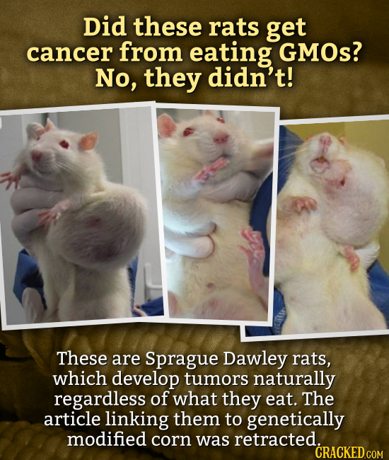 Did these rats get cancer from eating GMOs? No, they didn't! These are Sprague Dawley rats, which develop tumors naturally regardless of what they eat