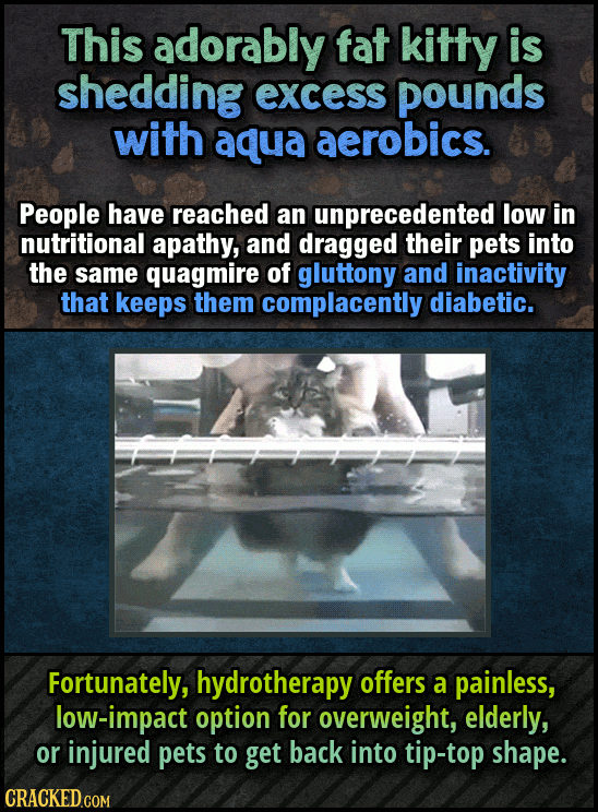 12 Ways We're Saving Animals (Using Sitcom Logic)