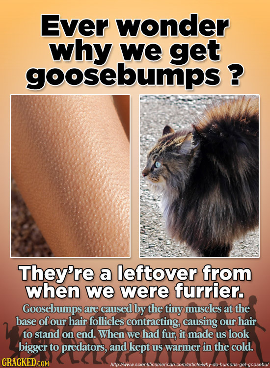 Ever wonder why we get goosebumps ? They're a leftover from when we were furrier. Goosebumps are caused by the tiny muscles at the base of our hair fo