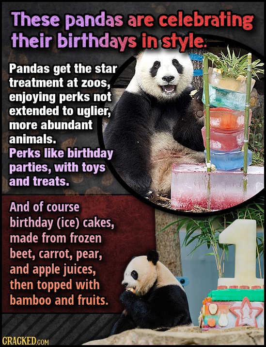 These pandas are celebrating their birthdays in style. Pandas get the star treatment at Z0OS, enjoying perks not extended to uglier, more abundant ani