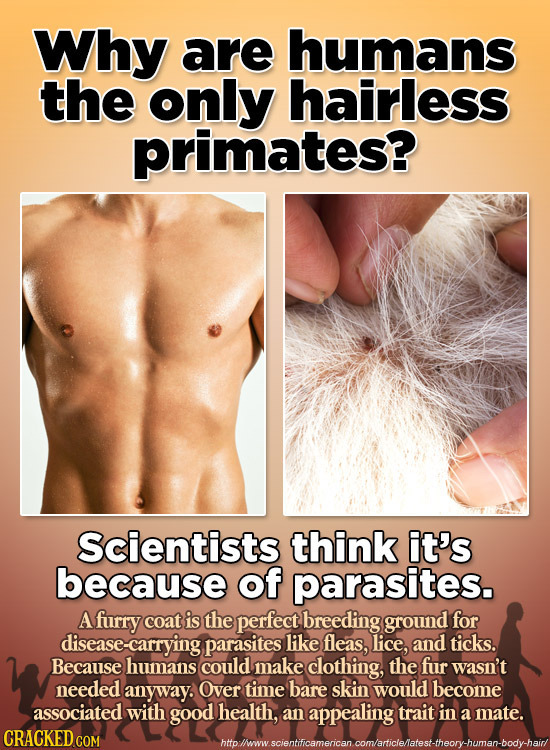 Why are humans the only hairless primates? Scientists think it's because of parasites. A furry coat is the perfect breeding ground for disease-carryin
