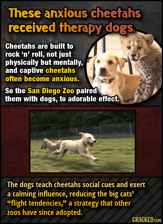 12 Ways We're Saving Animals (Using Sitcom Logic)