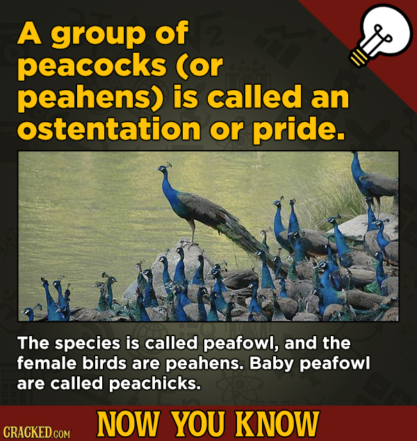 13 Fascinating Nuggets Of Movie And General Trivia - A group of peacocks (or peahens) is called an ostentation or pride.