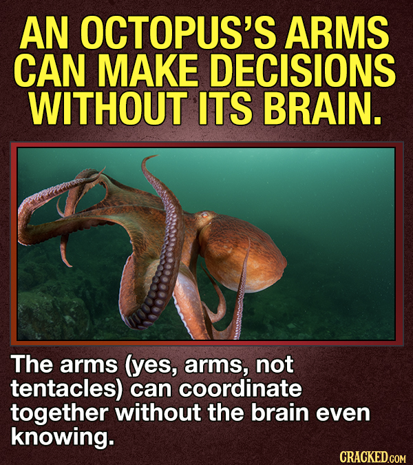 14 Animals That Terrify Us (For Valid Reasons)