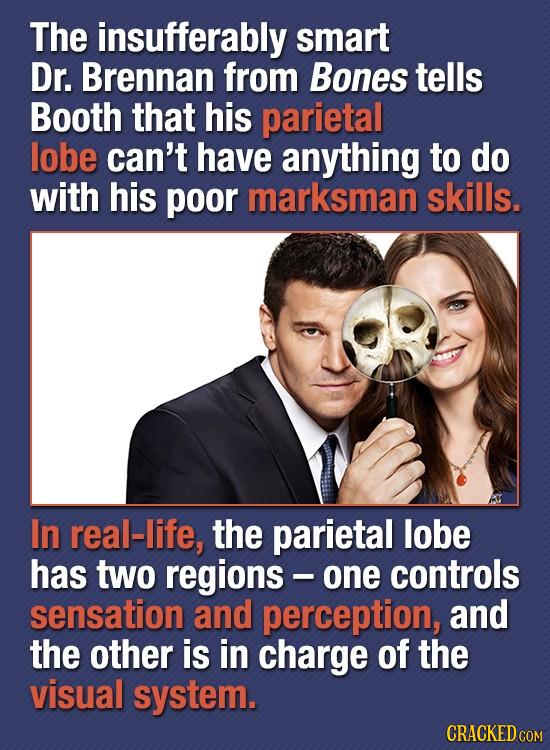 The insufferably smart Dr. Brennan from Bones tells Booth that his parietal lobe can't have anything to do with his poor marksman skills. In real-life