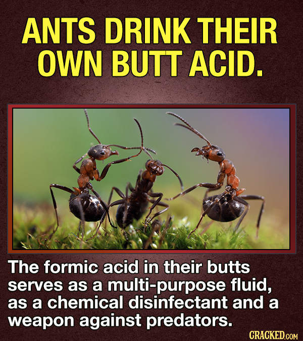 14 Animals That Terrify Us (For Valid Reasons)