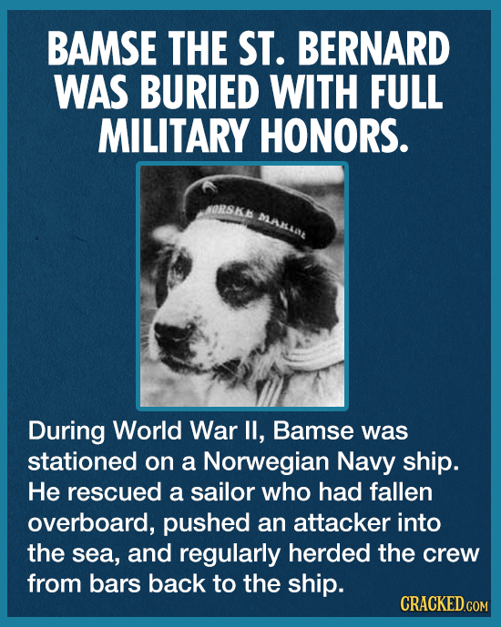 BAMSE THE ST. BERNARD WAS BURIED WITH FULL MILITARY HONORS. ORSKA MARLLAL During World War I, Bamse was stationed on a Norwegian Navy ship. He rescued