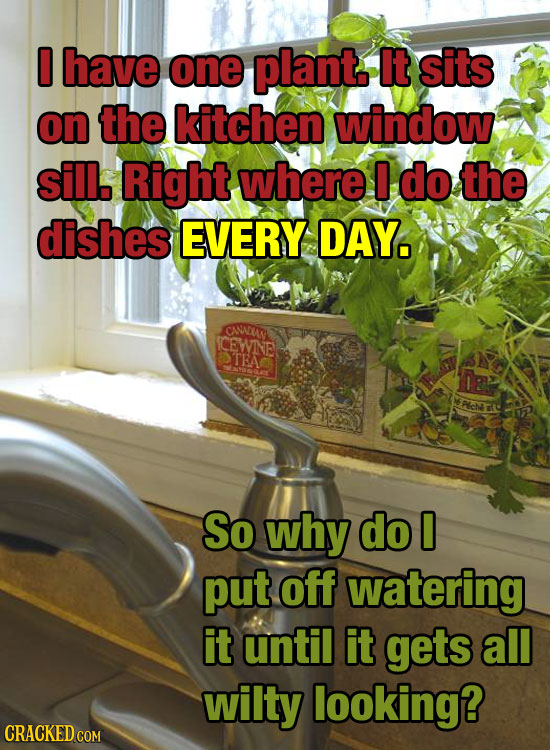 D have one plant It sits on the kitchen window sill. Right where do the dishes EVERY DAY. CANNEUN CEWNE TEA So why do 0 put off watering it until it g