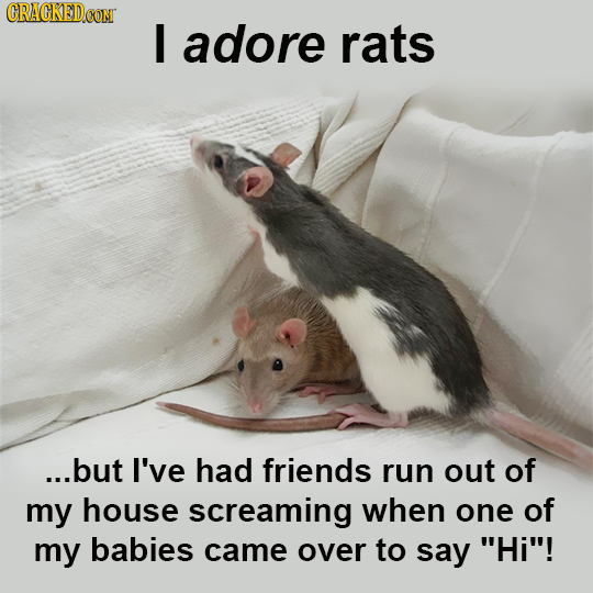 CRACKEDCON I adore rats ...but I've had friends run out of my house screaming when one of my babies came over to say Hi!