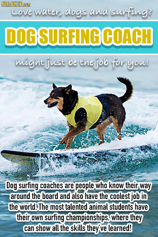 CRACKEDOON Love water, dogs and surfing? DOGSURFING COACH might just be the job for you! Dog surfing coaches are people who know their way around the