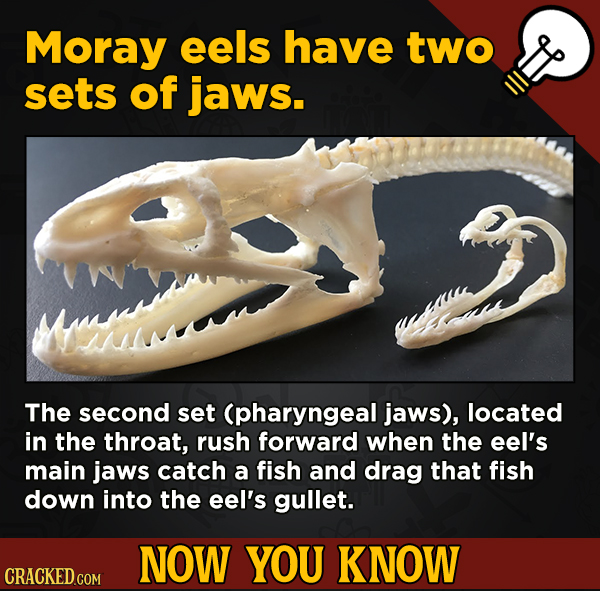13 Surprising Facts About Movies And, Like, Life In General - Moray eels have two sets of jaws.