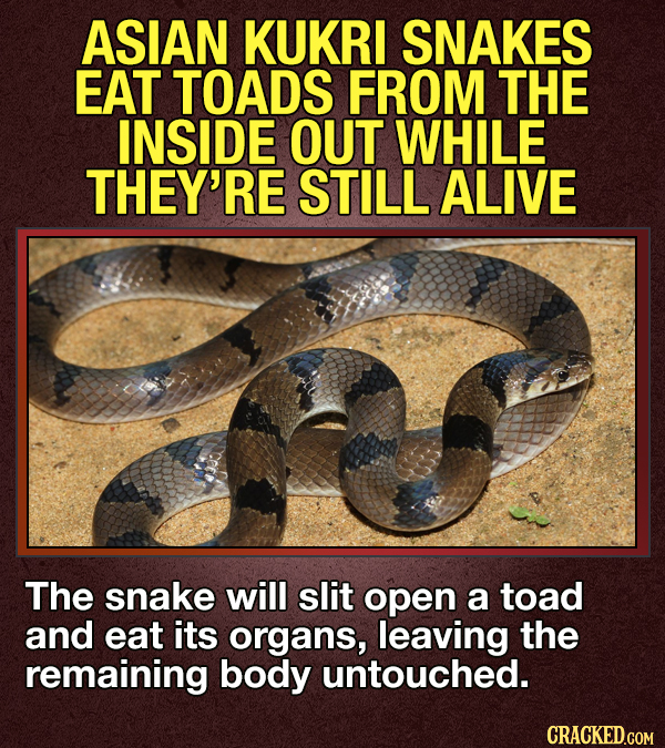 14 Animals That Terrify Us (For Valid Reasons)