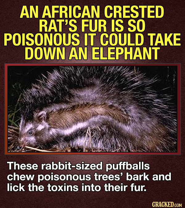 14 Animals That Terrify Us (For Valid Reasons)