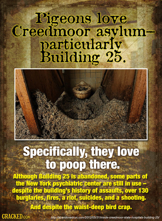Pigeons love Creedmoor asvlum- particularly Building 25. Specifically, they love to poop there. Although Building 25 is abandoned, some parts of the N