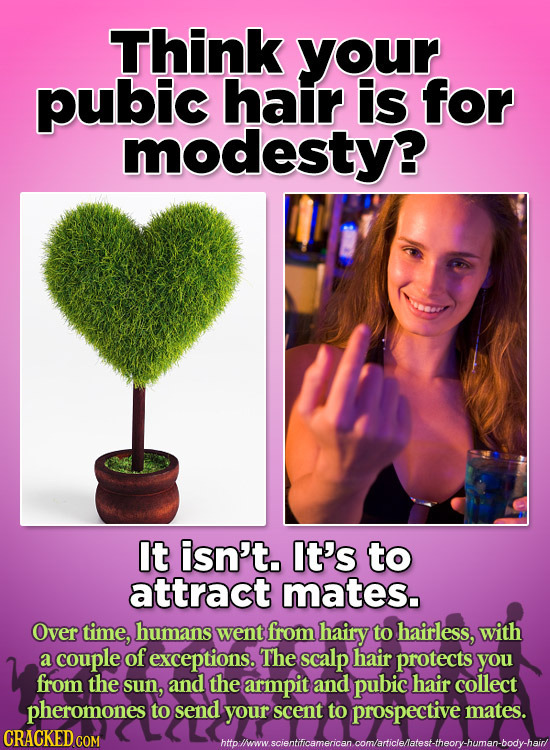 Think your pubic hair is for modesty? It isn't. It's to attract mates. Over time, humans went from hairy to hairless, with a couple of exceptions. The