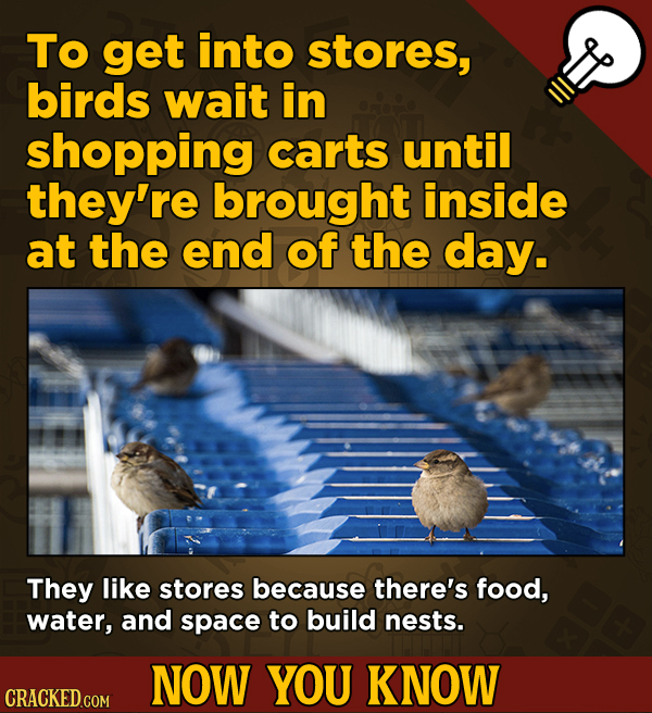 A Fresh Serving Of Movie-related And Miscellaneous Facts - To get into stores, birds wait in shopping carts until they're brought