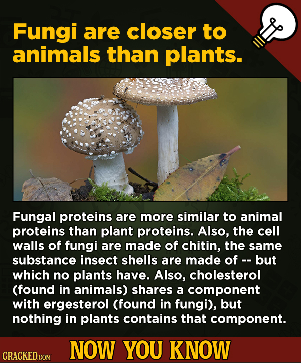 13 Surprising Facts About Movies And, Like, Life In General - Fungi are closer to animals than plants.