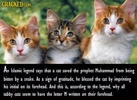 CRACKED COM An Islamic legend says that cat saved the prophet Muhammad from a being bitten by snake. As of a sign blessed the a gratitude, he cat by i