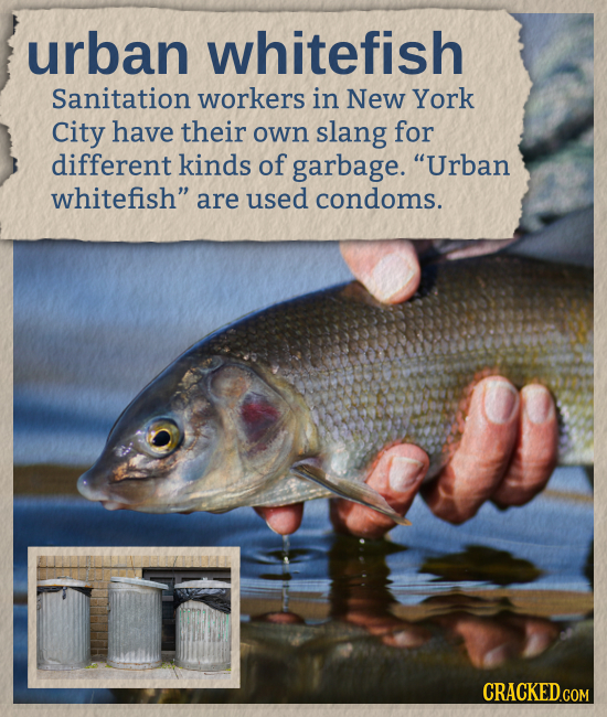 urban whitefish Sanitation workers in New York City have their own slang for different kinds of garbage. Urban whitefish are used condoms. CRACKED.C