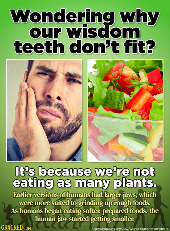 Wondering why our wisdom teeth don't fit? It's because we're not eating as many plants. Earlier versions of humans had larger jaws, which were more su