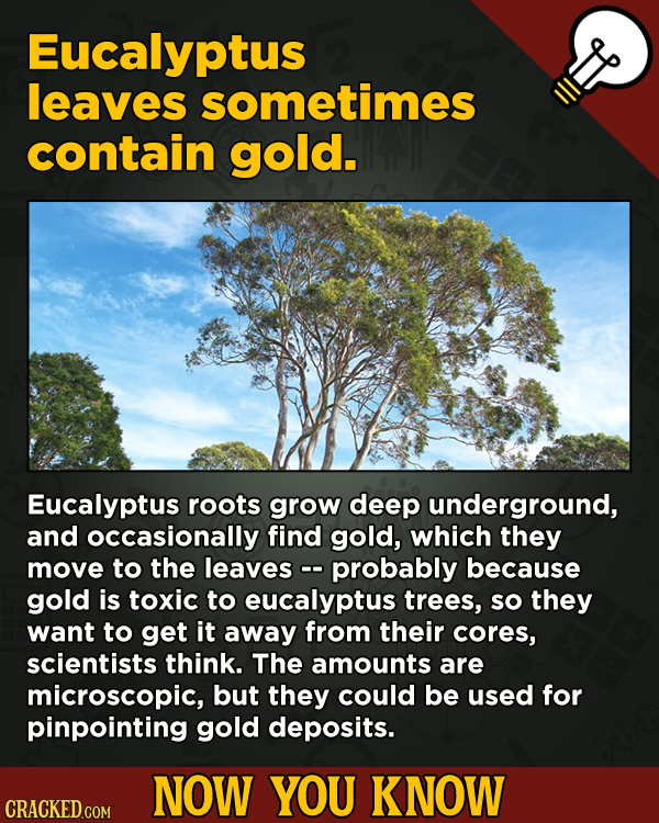 A Fresh Serving Of Movie-related And Miscellaneous Facts - Eucalyptus leaves sometimes contain gold.