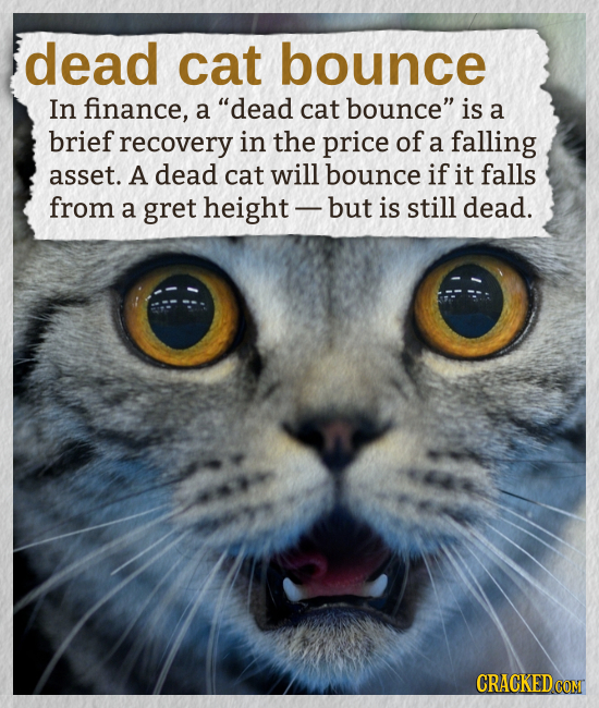 dead cat bounce In finance, a dead cat bounce is a brief recovery in the price of a falling asset. A dead cat will bounce if it falls from a gret he