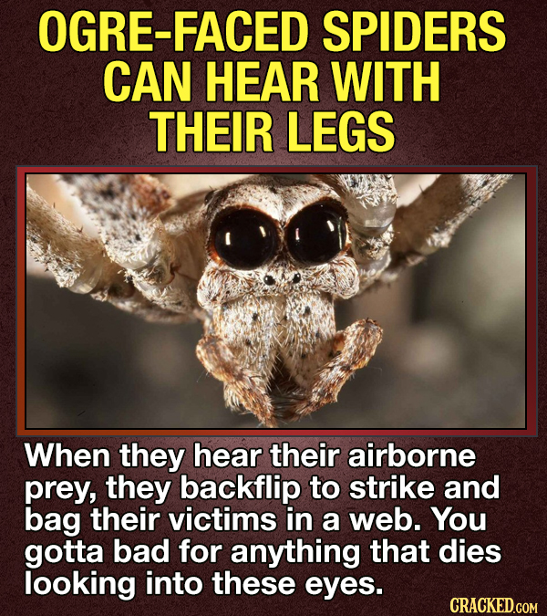 14 Animals That Terrify Us (For Valid Reasons)