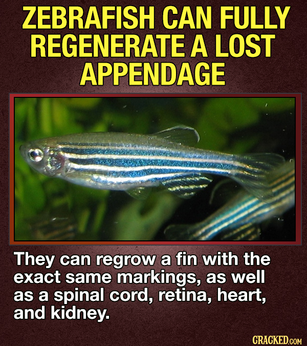 14 Animals That Terrify Us (For Valid Reasons)