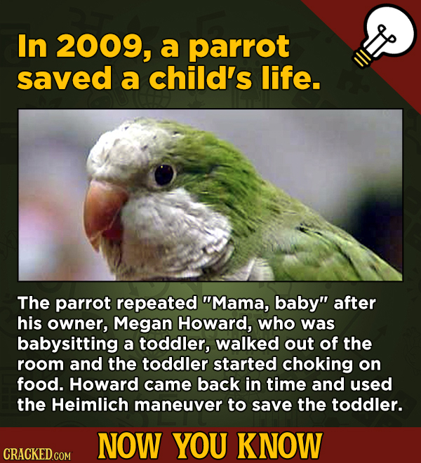 13 Little Things You Didn’t Know About Movies And A Bunch Of Other Subjects - In 2009, a parrot saved a child's life.