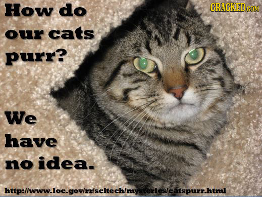 How do GRACKEDCOM our cats purr? We have no idea. httpllwww.loc.govriscltechimylerleslcatspurr.html 