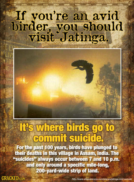 If vou're an avid birder, you should visit Jatinga. It's where birds go to commit suicide. For the past 100 years, birds have plunged to their deaths 