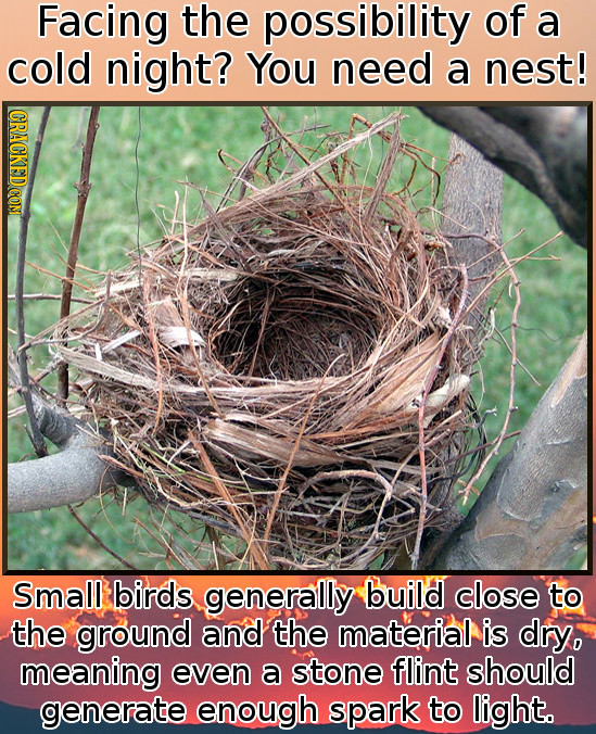 Facing the possibility of a cold night? You need a nest! Small birds generally build close to the ground and the material is dry, meaning even a stone