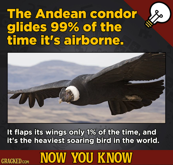 13 Little Things You Didn’t Know About Movies And A Bunch Of Other Subjects - The Andean condor glides 99% of the time it's airborne.