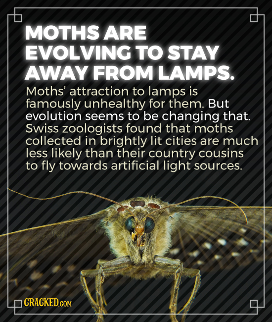 MOTHS ARE EVOLVING TO STAY AWAY FROM LAMPS. Moths' attraction to lamps is famously unhealthy for them. But evolution seems to be changing that. swiss