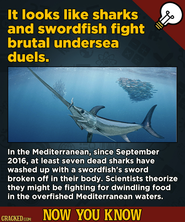 13 Little Things You Didn’t Know About Movies And A Bunch Of Other Subjects - It looks like sharks and swordfish fight brutal undersea duels.