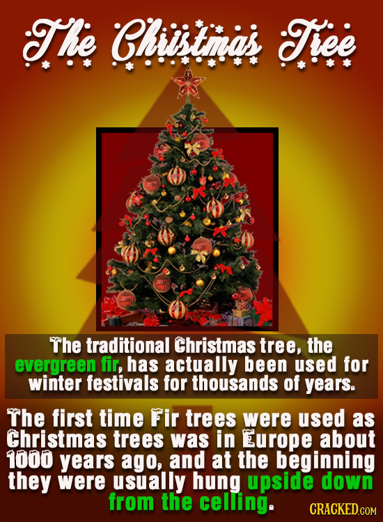 The Chiistias Tiee The traditional Christmas tree, the evergreen fir, has actually been used for winter festivals for thousands of years. The first ti